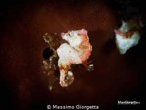 pigmy sea horse pontohi by Massimo Giorgetta 